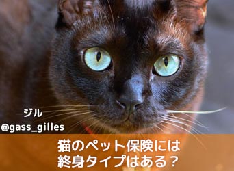 猫のペット保険には終身タイプはある?加入条件や必要性も解説!-サムネイル画像